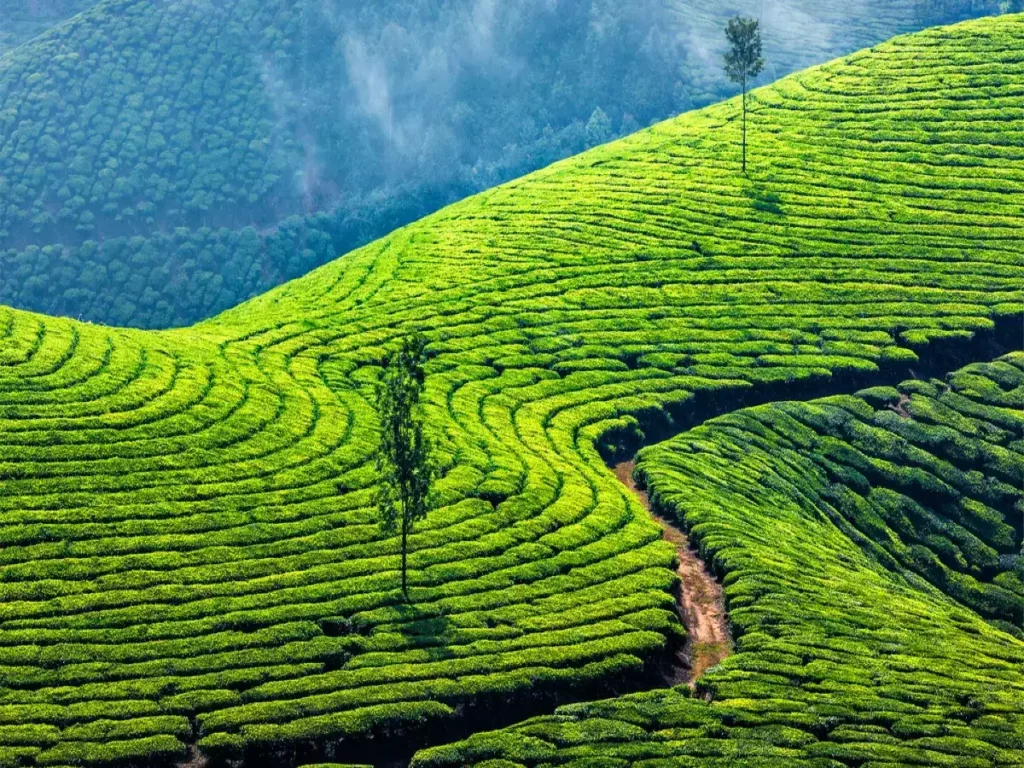 munnar